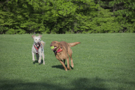 20250516_Dog Park__DSC0384_.jpg