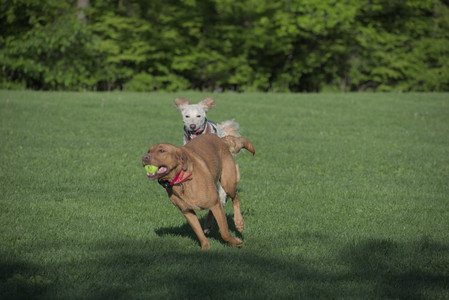 20250516_Dog Park__DSC0386_.jpg
