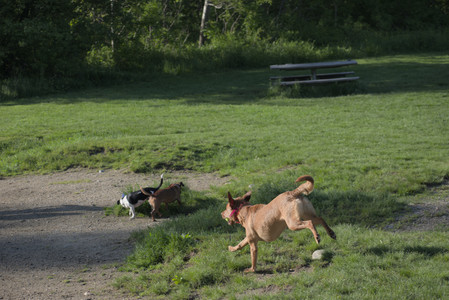 20250516_Dog Park__DSC0396_.jpg