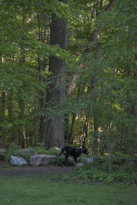 20250516_Dog Park__DSC0414_.jpg