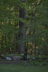 20250516_Dog Park__DSC0418_.jpg