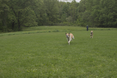 20250520_Dog park__DSC0063_.jpg