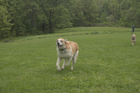 20250520_Dog park__DSC0066_.jpg