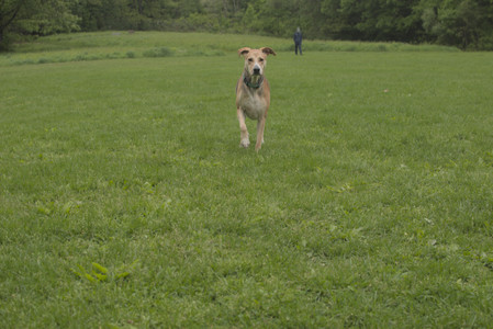 20250520_Dog park__DSC0068_.jpg