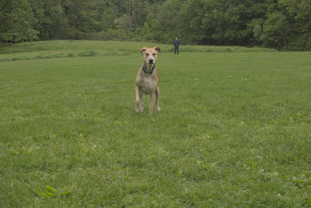 20250520_Dog park__DSC0069_.jpg