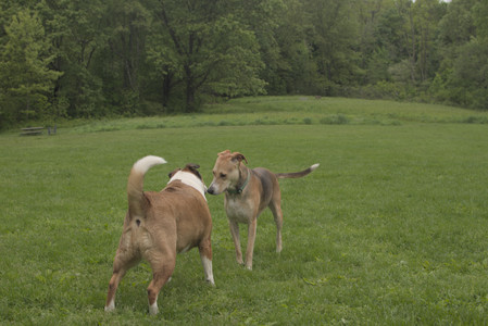 20250520_Dog park__DSC0076_.jpg