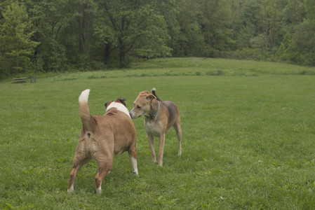 20250520_Dog park__DSC0078_.jpg