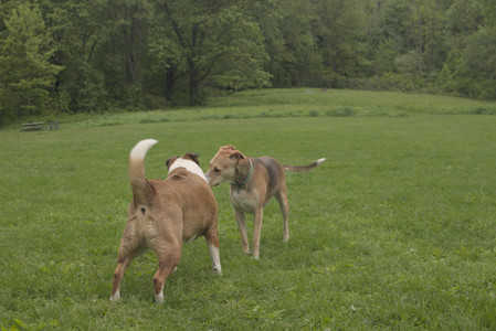 20250520_Dog park__DSC0079_.jpg