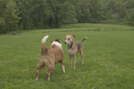 20250520_Dog park__DSC0081_.jpg