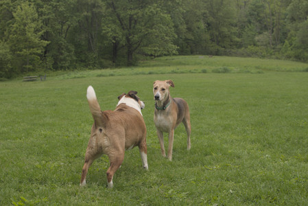20250520_Dog park__DSC0082_.jpg