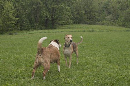 20250520_Dog park__DSC0083_.jpg