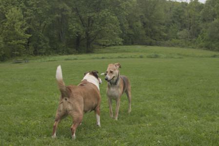 20250520_Dog park__DSC0086_.jpg