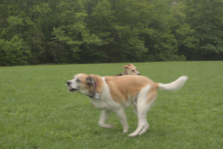 20250520_Dog park__DSC0090_.jpg