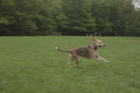 20250520_Dog park__DSC0091_.jpg