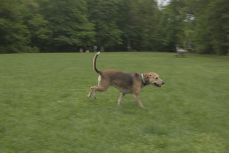 20250520_Dog park__DSC0092_.jpg