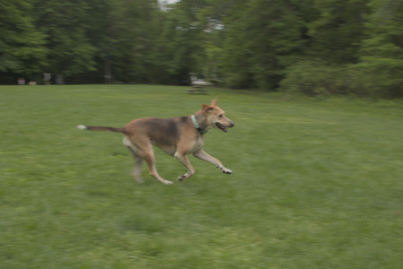 20250520_Dog park__DSC0093_.jpg
