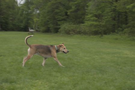 20250520_Dog park__DSC0094_.jpg