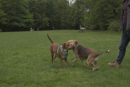 20250520_Dog park__DSC0097_.jpg