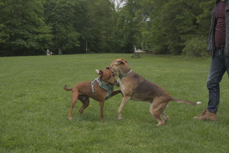 20250520_Dog park__DSC0098_.jpg