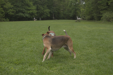 20250520_Dog park__DSC0100_.jpg