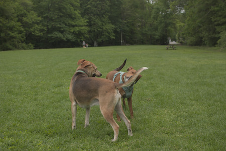 20250520_Dog park__DSC0101_.jpg