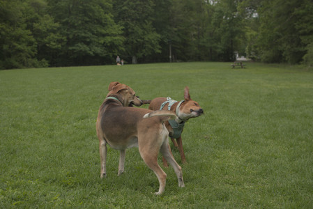 20250520_Dog park__DSC0102_.jpg