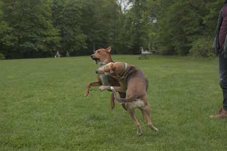 20250520_Dog park__DSC0103_.jpg