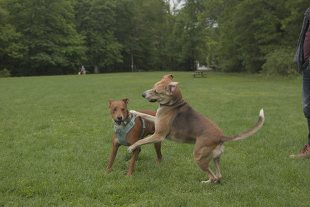 20250520_Dog park__DSC0104_.jpg