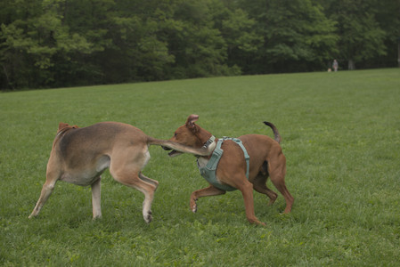 20250520_Dog park__DSC0106_.jpg
