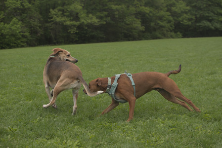 20250520_Dog park__DSC0107_.jpg