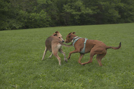 20250520_Dog park__DSC0108_.jpg