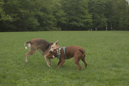 20250520_Dog park__DSC0111_.jpg