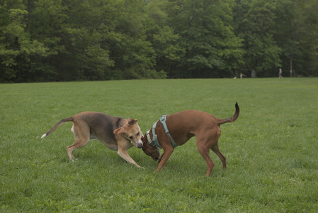 20250520_Dog park__DSC0112_.jpg