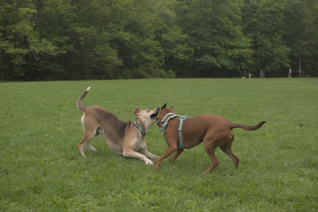 20250520_Dog park__DSC0113_.jpg