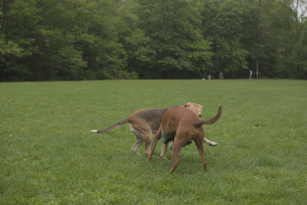 20250520_Dog park__DSC0114_.jpg