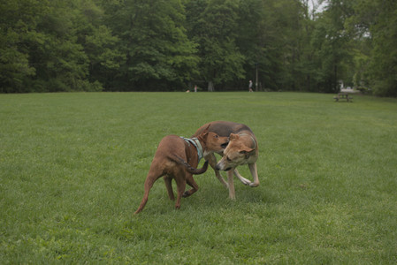 20250520_Dog park__DSC0116_.jpg