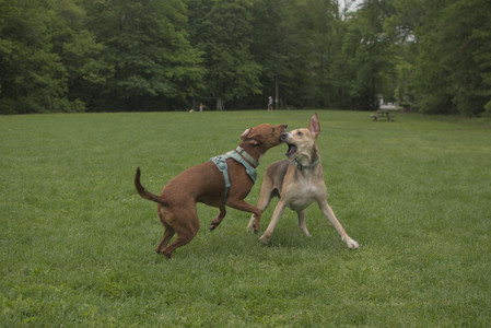 20250520_Dog park__DSC0117_.jpg