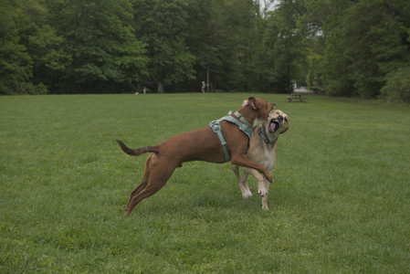 20250520_Dog park__DSC0118_.jpg