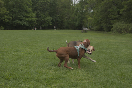 20250520_Dog park__DSC0119_.jpg