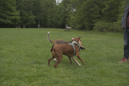 20250520_Dog park__DSC0120_.jpg
