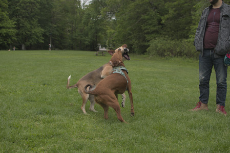 20250520_Dog park__DSC0121_.jpg