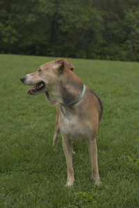 20250520_Dog park__DSC0122_.jpg