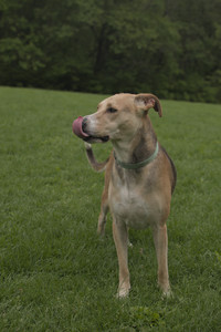 20250520_Dog park__DSC0123_.jpg