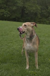 20250520_Dog park__DSC0124_.jpg