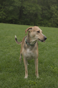 20250520_Dog park__DSC0125_.jpg