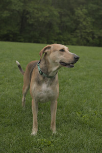 20250520_Dog park__DSC0126_.jpg