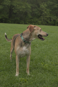 20250520_Dog park__DSC0127_.jpg