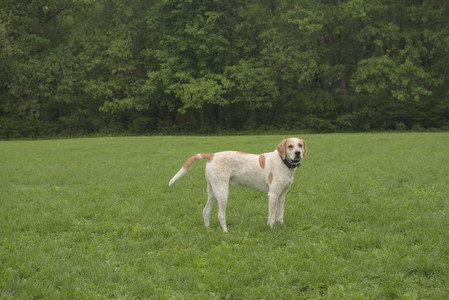 20250520_Dog park__DSC0131_.jpg