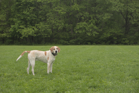 20250520_Dog park__DSC0132_.jpg
