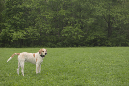 20250520_Dog park__DSC0133_.jpg